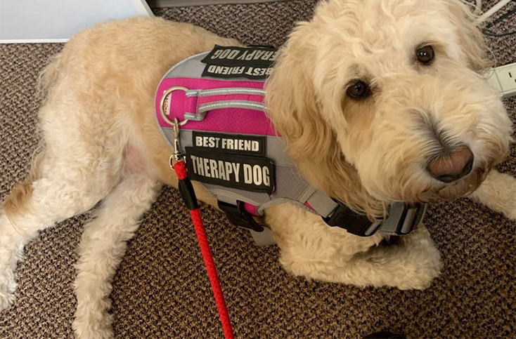emotional support animal